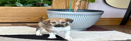 Mixed Breed dogs for sale: Italian greyhound/Havanese Sally  - Ad 9