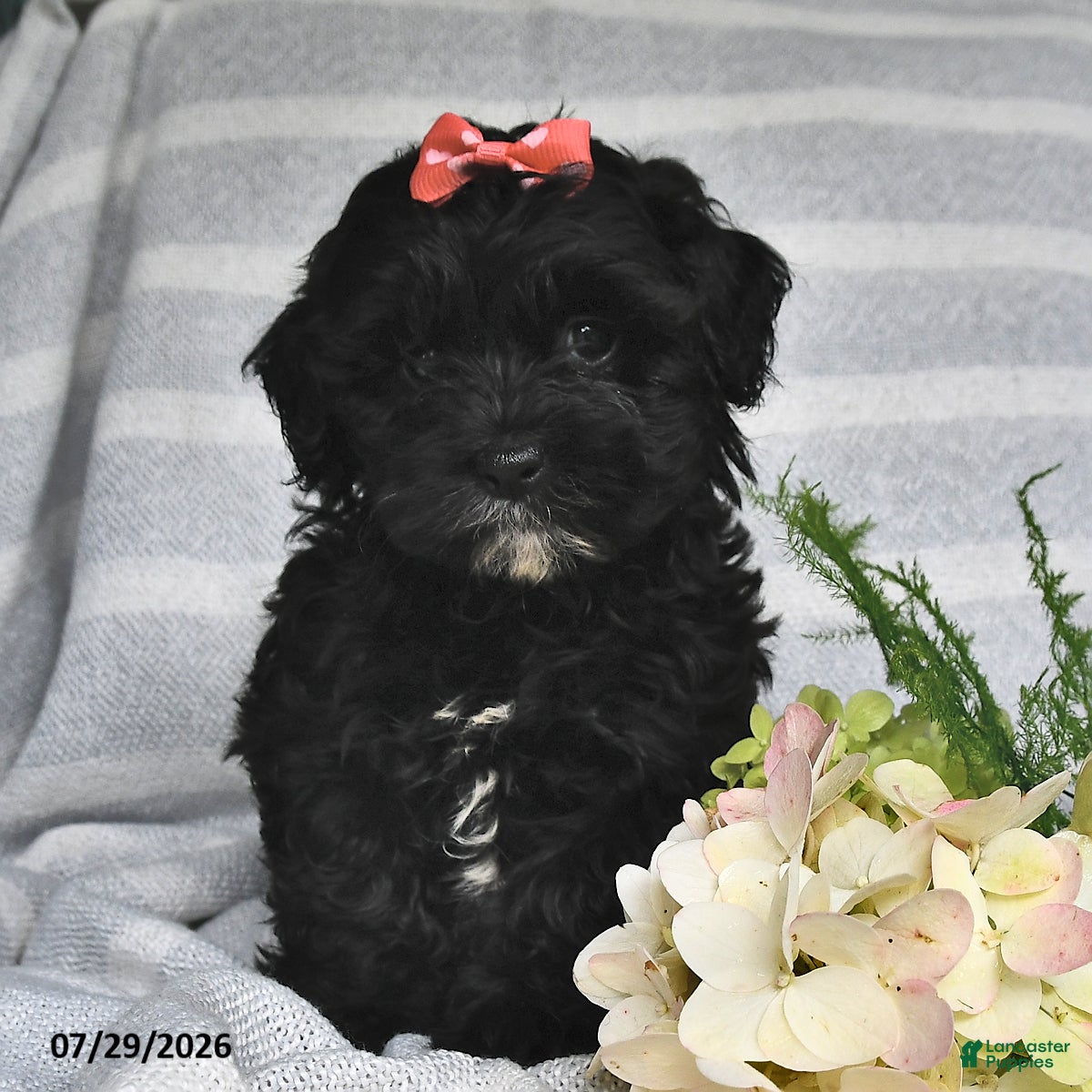 Shihpoo dogs Summer - Ad 2