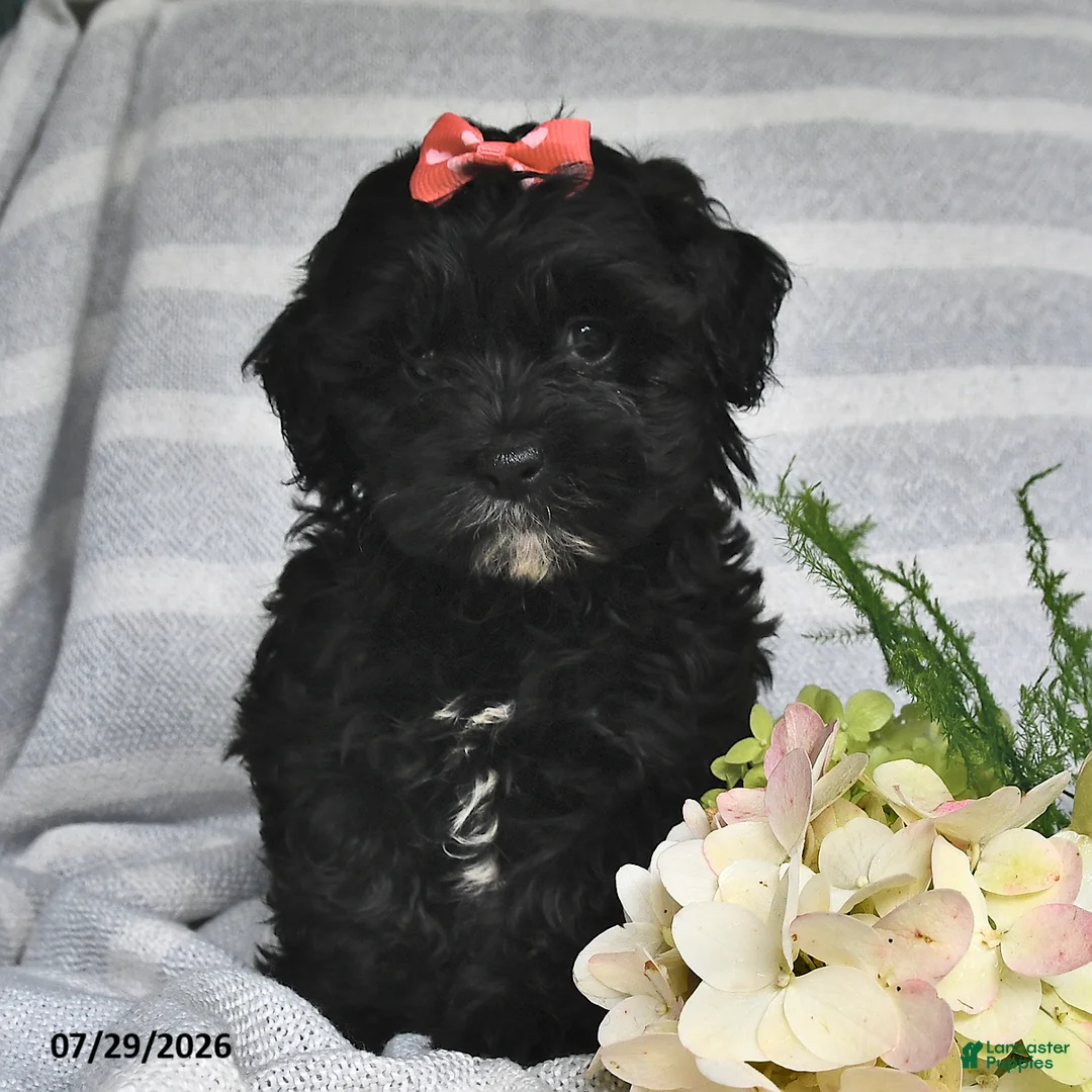 Shihpoo dogs for sale: Summer - Ad 2