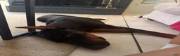 Doberman Pinscher dogs for sale: Doberman Pinscher 1 - Ad 2