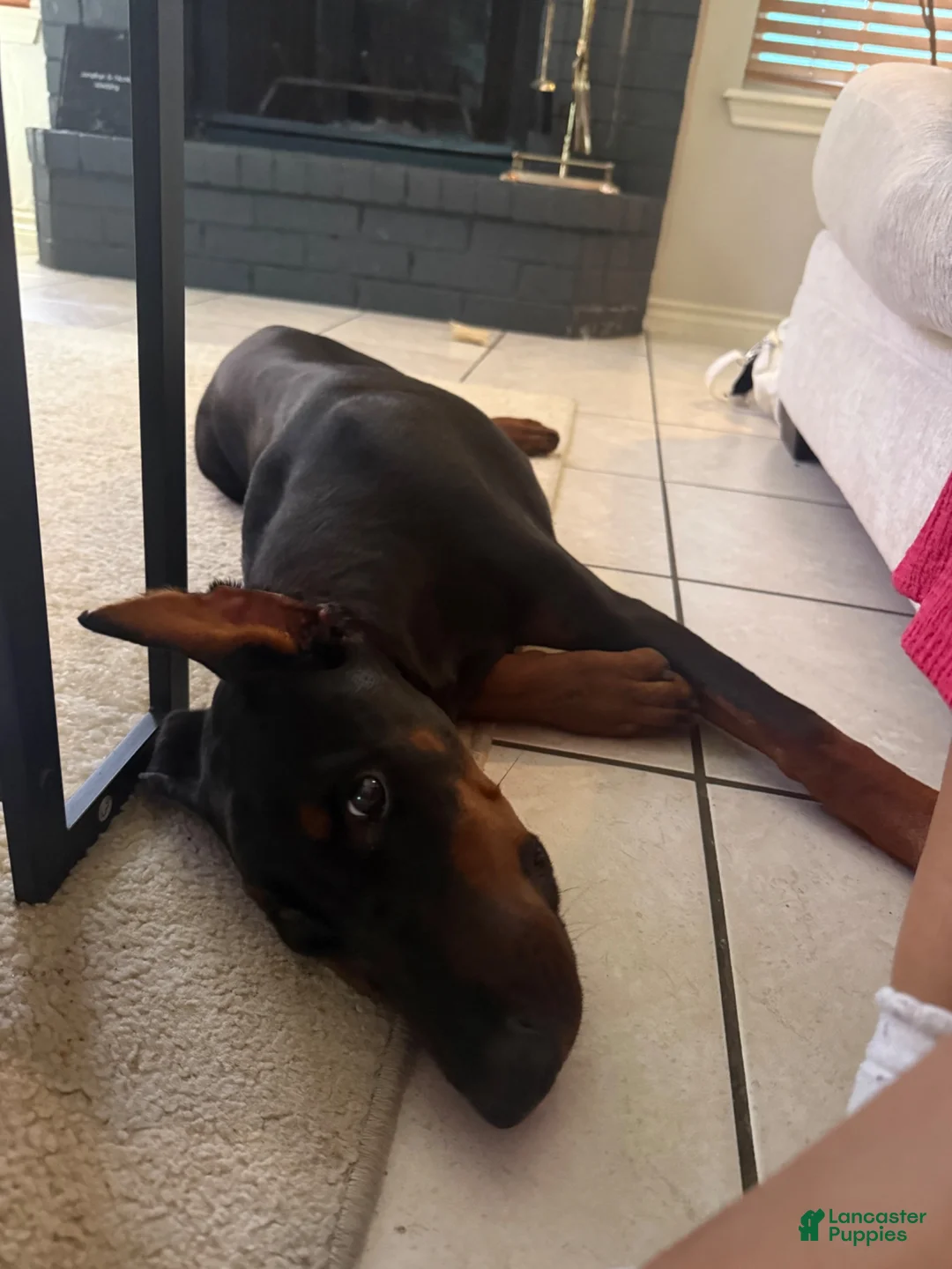 Doberman Pinscher dogs for sale: Doberman Pinscher 1 - Ad 2