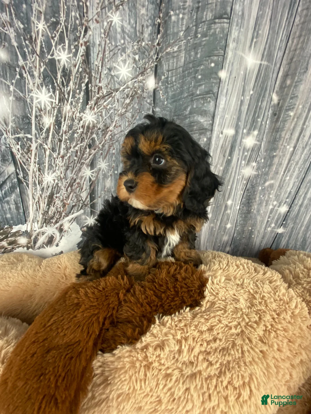 Cavapoo dogs for sale: Remy - Ad 6