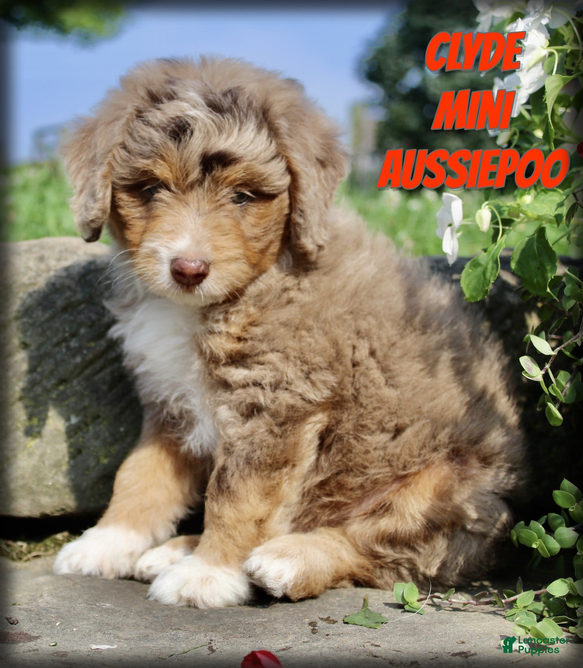 Mini Aussiedoodle dogs Clyde - Ad 1