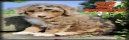 Mini Aussiedoodle dogs for sale: Clyde - Ad 1