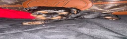 Yorkiepoo dogs for sale: Yorkiepoo 1 - Ad 7