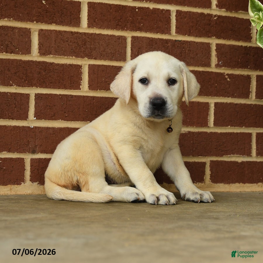 Labrador Retriever dogs Betty   - Ad 1