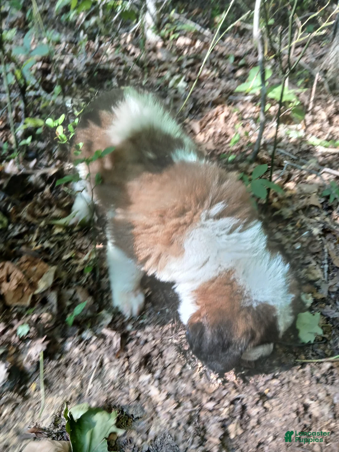 Saint Bernard dogs for sale: Saint Bernard 2  BOY - Ad 2