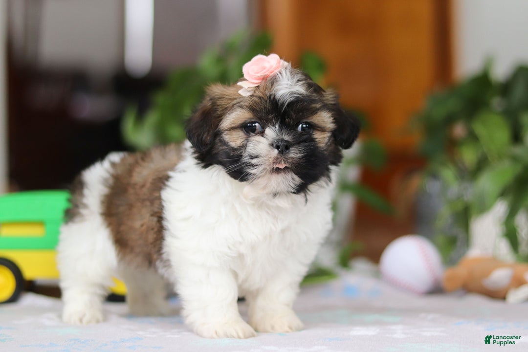 Shih Tzu dogs for sale: Nora - Ad 4