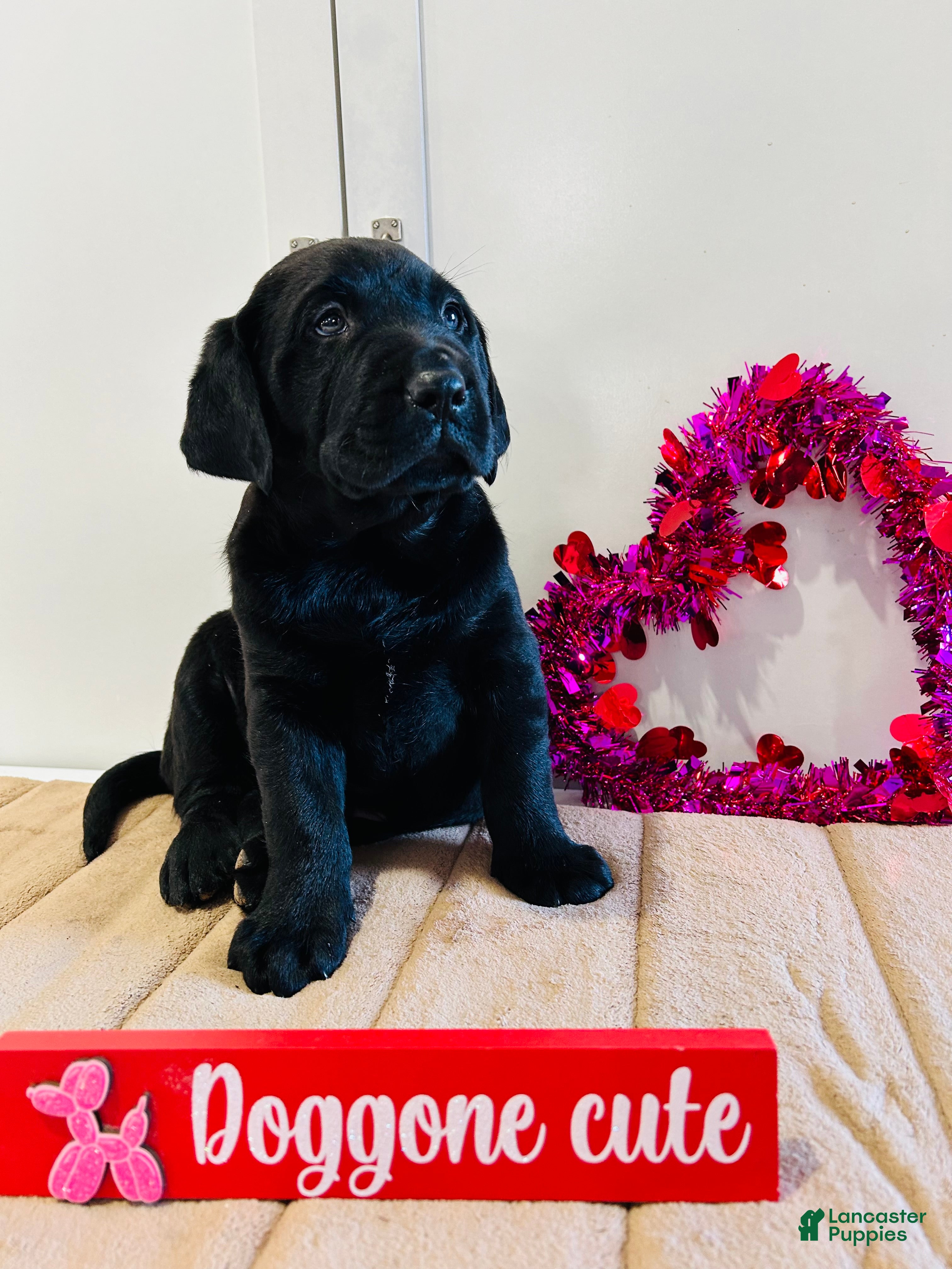 Labrador Retriever dogs Bear - Ad 24