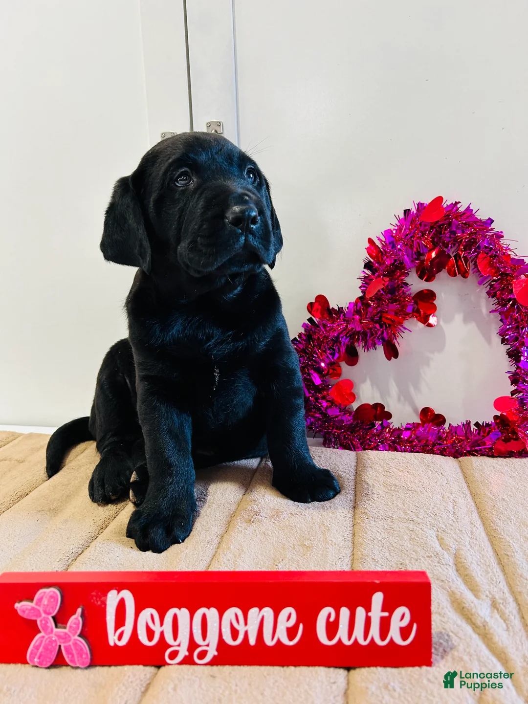 Labrador Retriever dogs for sale: Bear - Ad 1