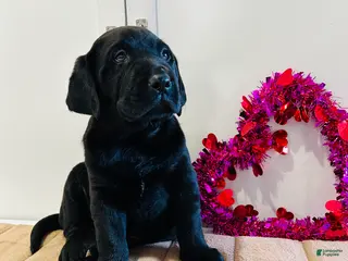 Labrador Retriever dogs Bear - Ad 24