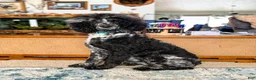 Standard Poodle dogs for sale: Storm AKC - Ad 1