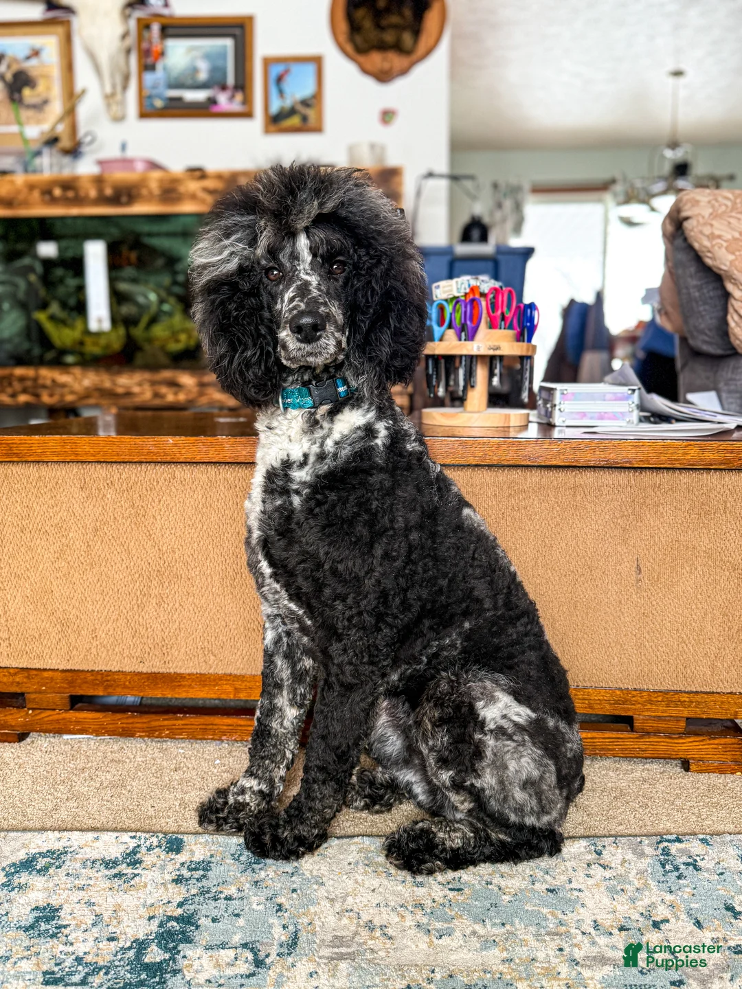 Standard Poodle dogs for sale: Storm AKC - Ad 1
