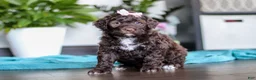 Portuguese Water Dog dogs for sale: Molly - Ad 3