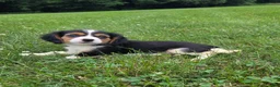 Cavalier King Charles Spaniel dogs for sale: Banjo - Ad 4