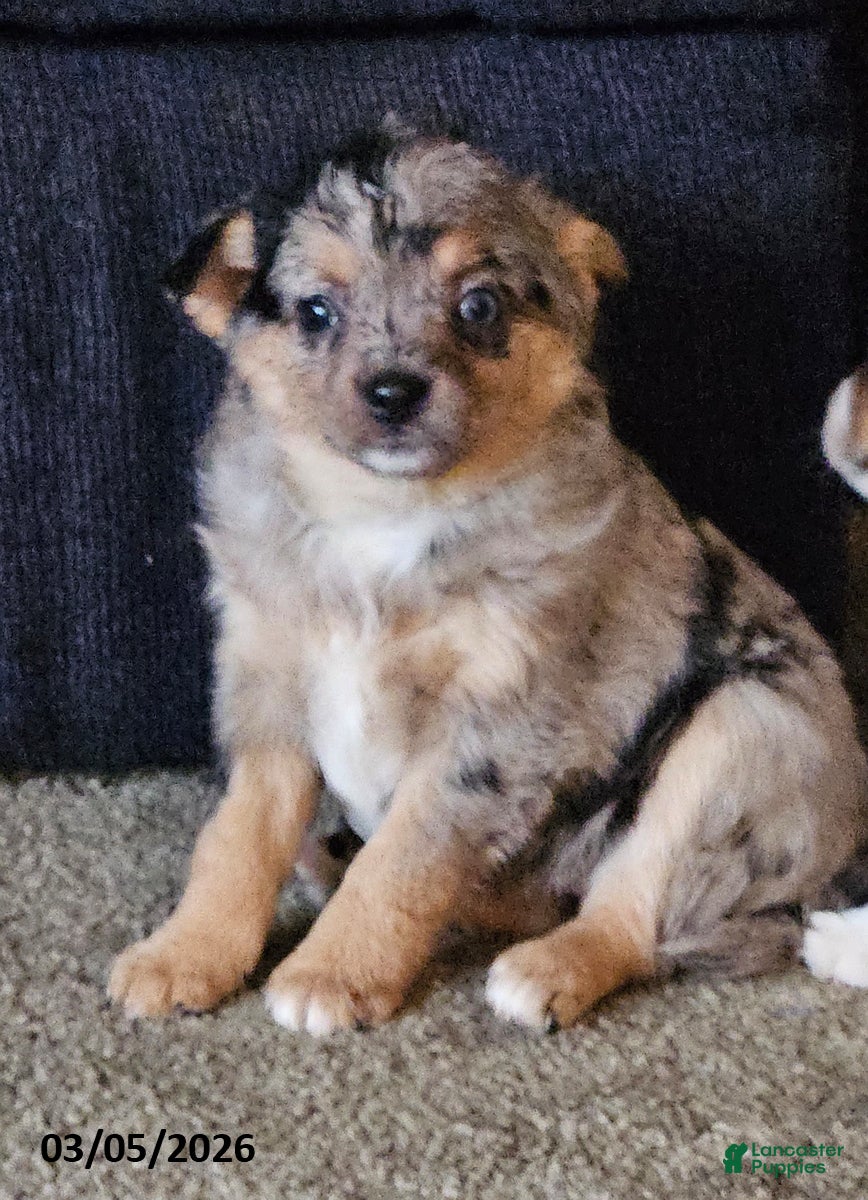 Mixed Breed dogs Siggy - Ad 1