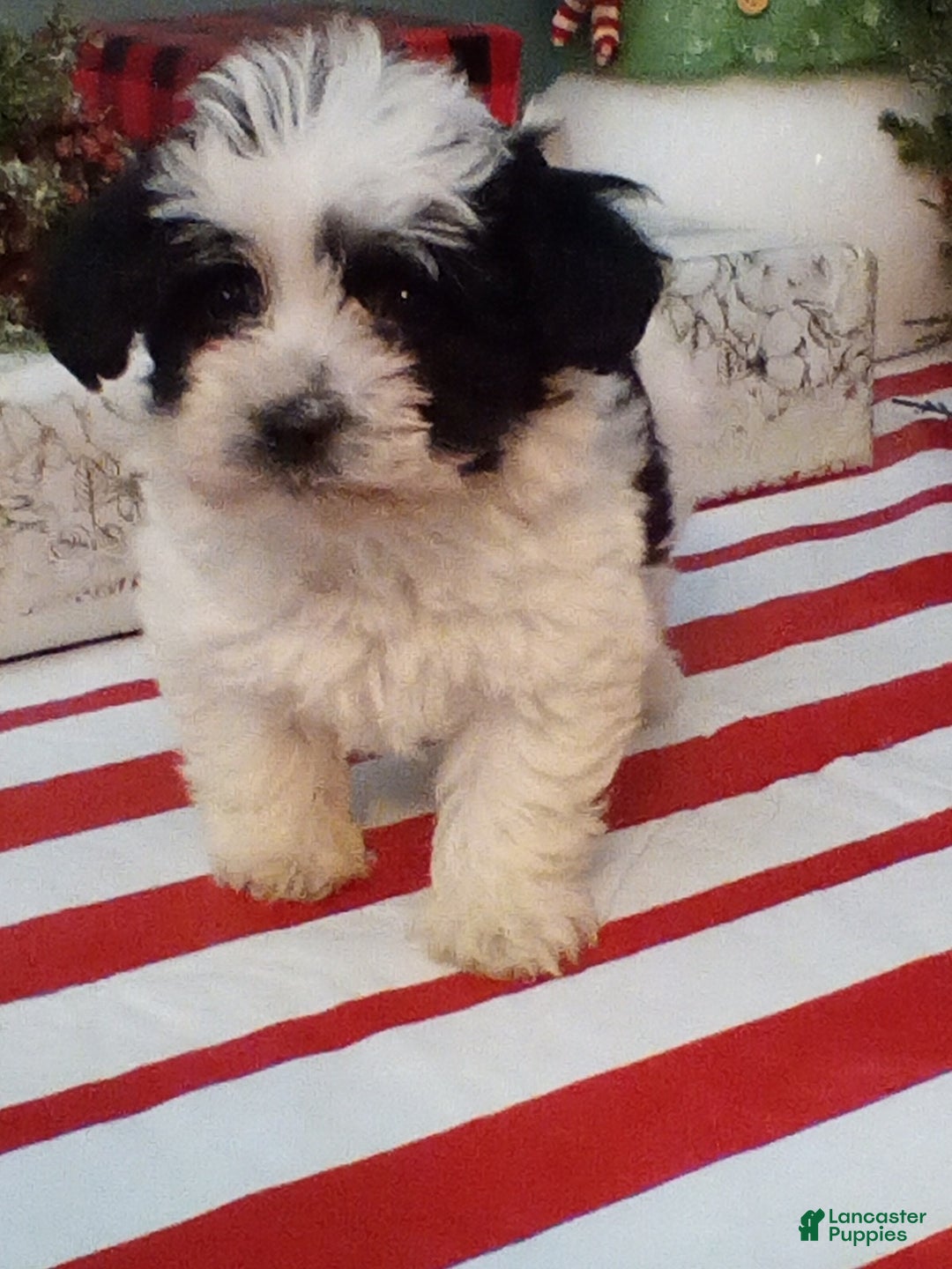 Havapoo dogs for sale: Benji - Ad 2