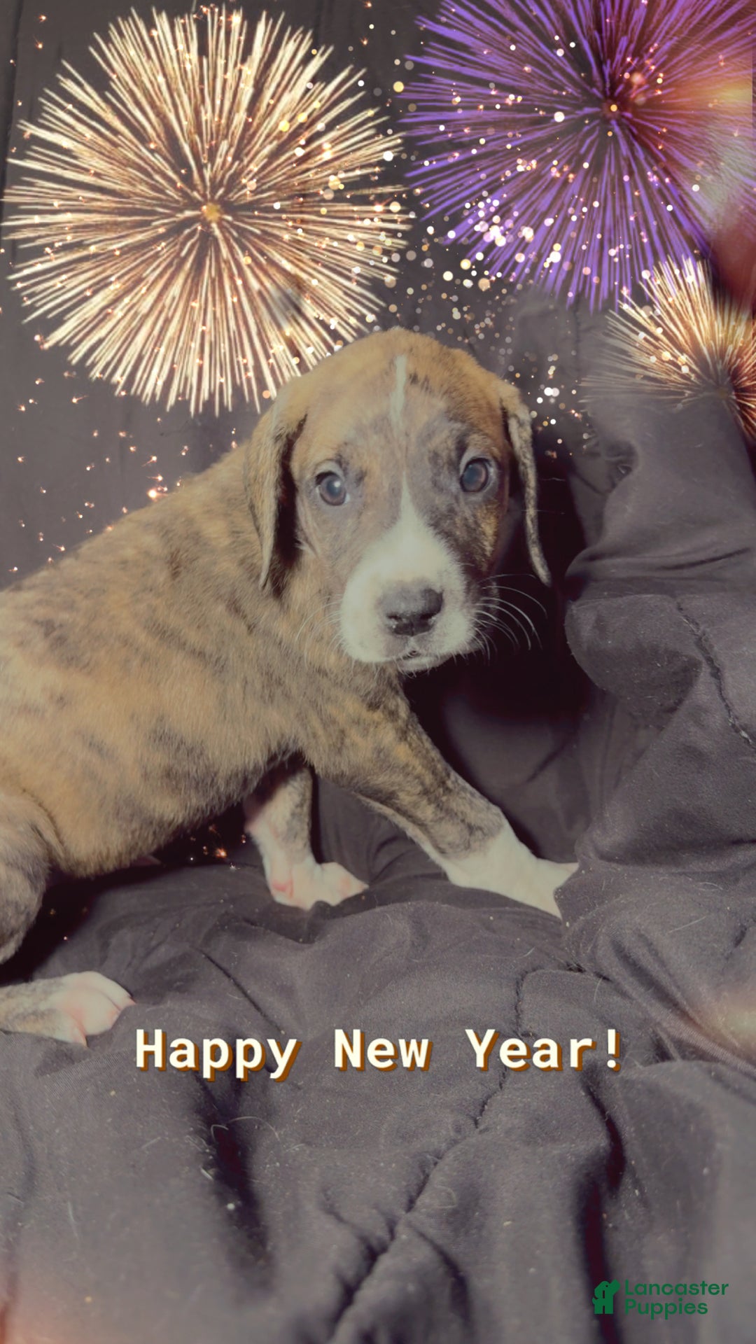 Great Dane dogs for sale: Izzy - Ad 6