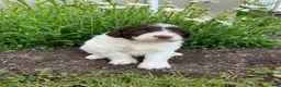 Portuguese Water Dog dogs for sale: Toby - Ad 4
