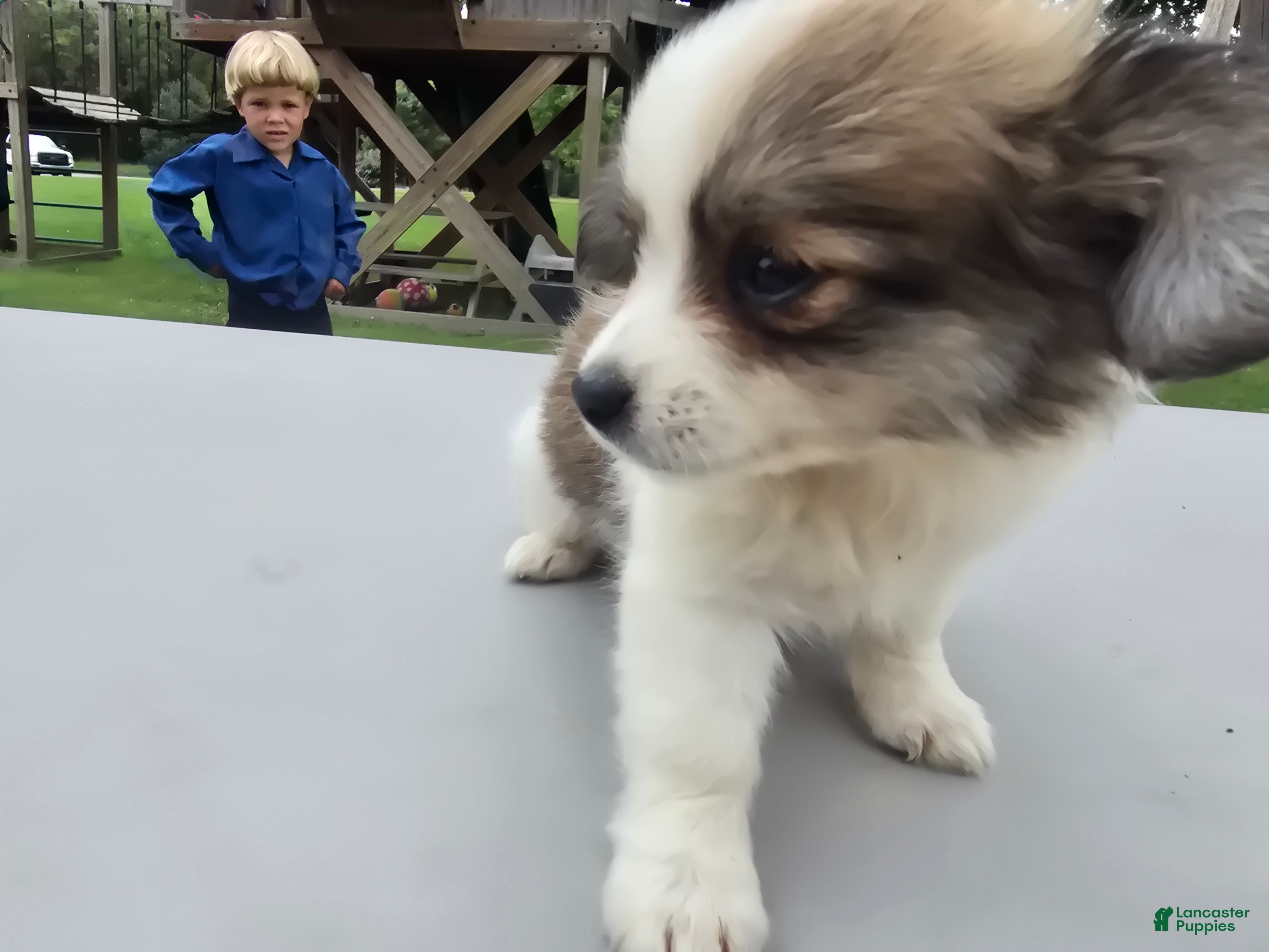 Pomchi dogs for sale: Brandy - Ad 3