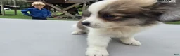 Pomchi dogs for sale: Brandy - Ad 1