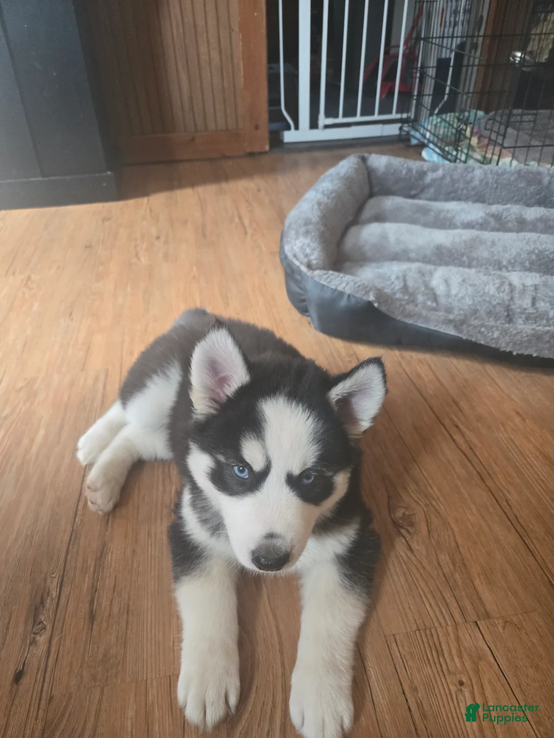Siberian Husky dogs for sale: Buddy - Ad 2