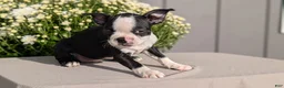 Boston Terrier dogs for sale: Trixie - Ad 9