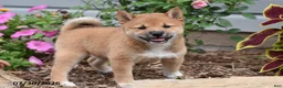 Shiba Inu dogs for sale: Jackie - Ad 1