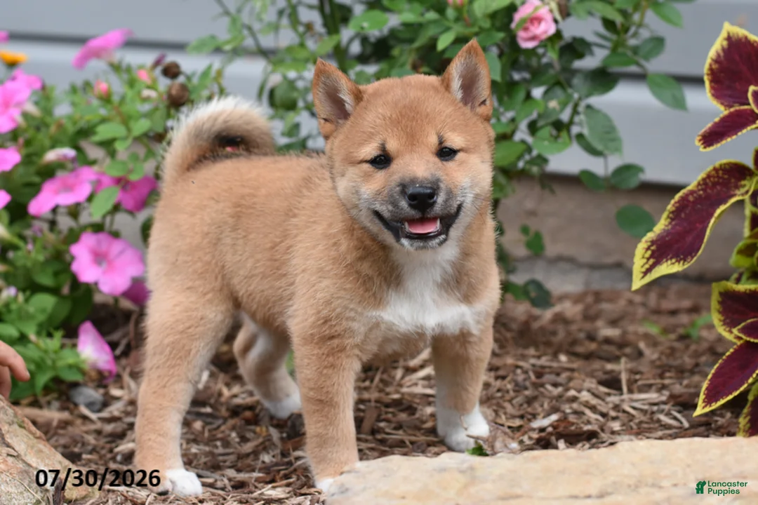 Shiba Inu dogs for sale: Jackie - Ad 1
