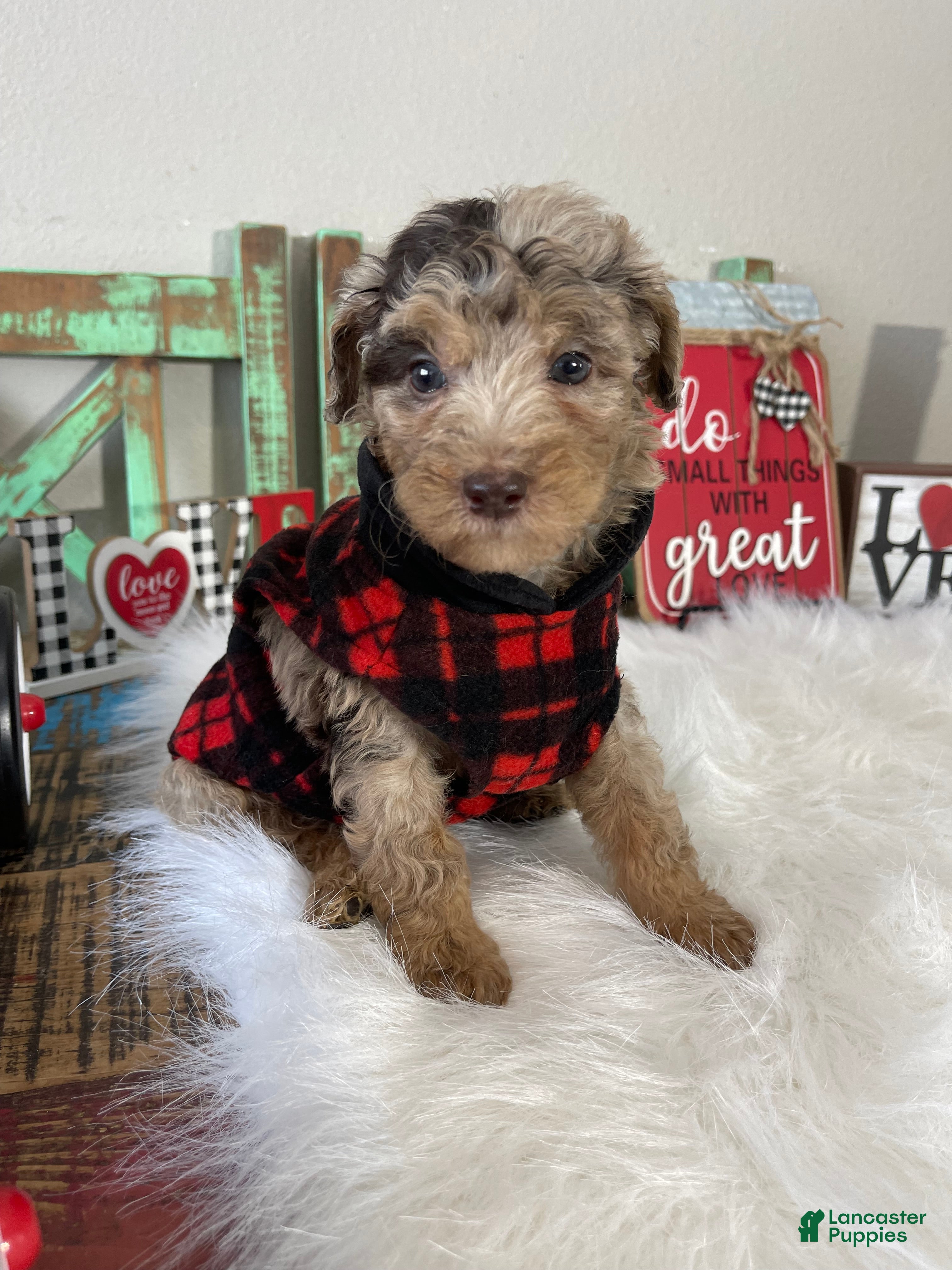 Miniature Poodle dogs Akc Chocolate Phantom Merle - Ad 4