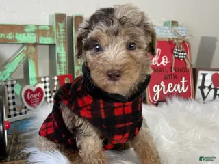 Miniature Poodle dogs Akc Chocolate Phantom Merle - Ad 31