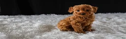 Toy Poodle dogs for sale: Bella - Ad 1