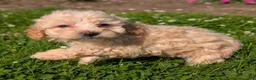 Toy Poodle dogs for sale: Butter Cream - Ad 7