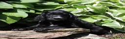 Irish Doodle dogs for sale: Baxter - Ad 3