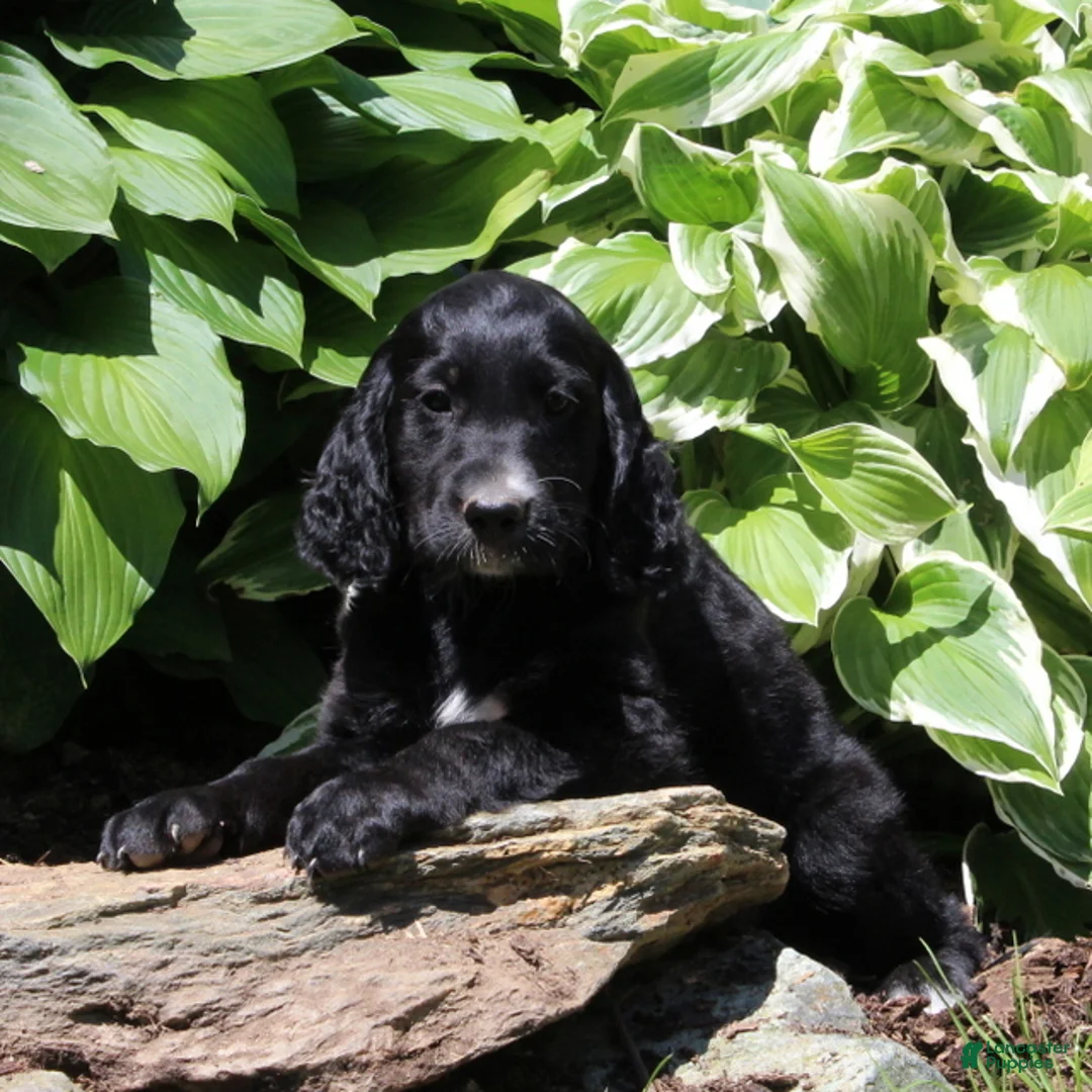 Irish Doodle dogs for sale: Baxter - Ad 3