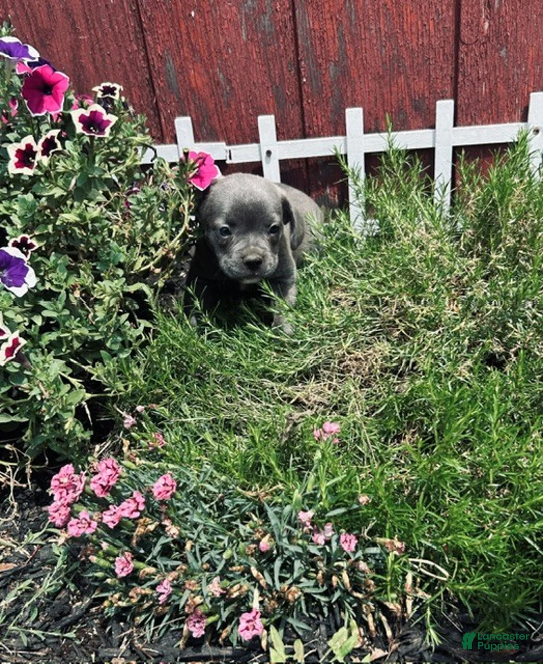 Mixed Breed dogs for sale:  boy - Ad 4