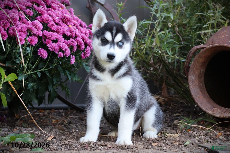 Siberian Husky dogs for sale: Peach - Ad 1