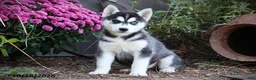 Siberian Husky dogs for sale: Peach - Ad 1