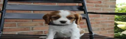 Cavalier King Charles Spaniel dogs for sale: Peaches - Ad 3