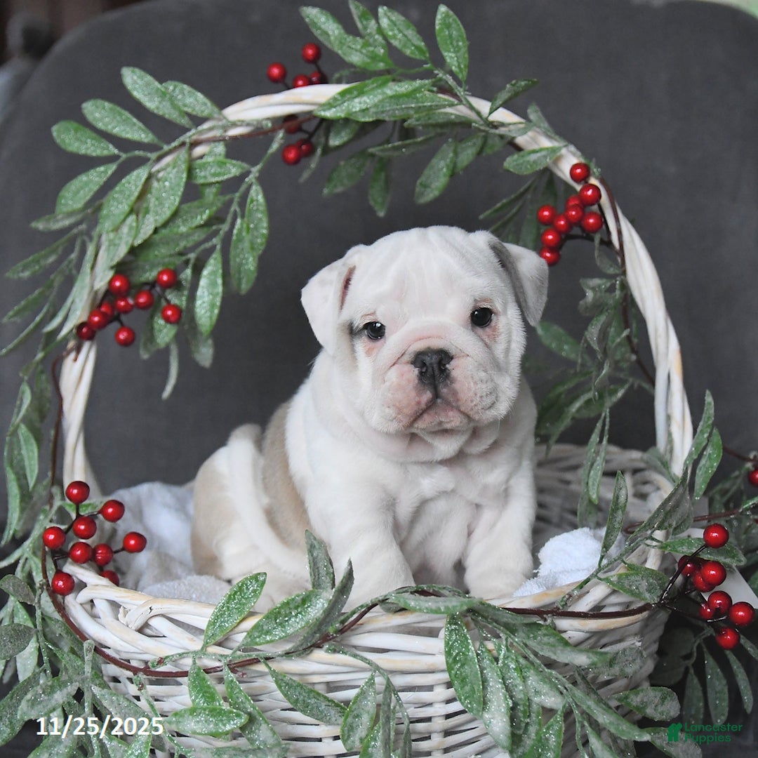 English Bulldog dogs for sale: Pearl - Ad 3