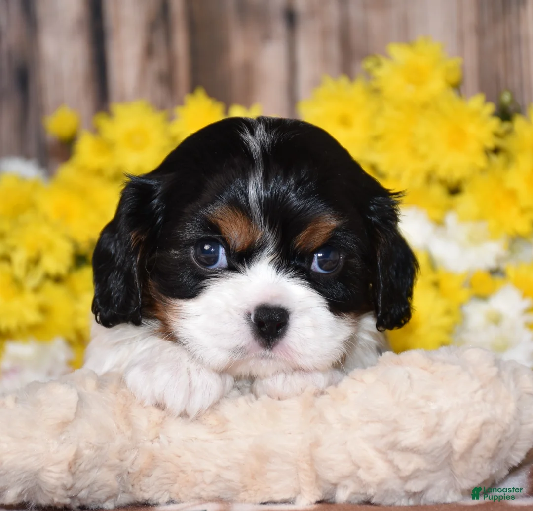 Cavalier King Charles Spaniel dogs for sale: Gorbi - Ad 2