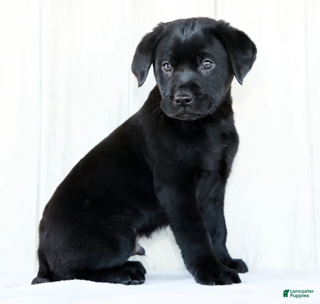 Labrador Retriever dogs for sale: Kory - Ad 1
