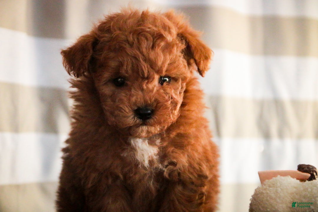 Miniature Poodle dogs for sale: Kasper - Ad 5