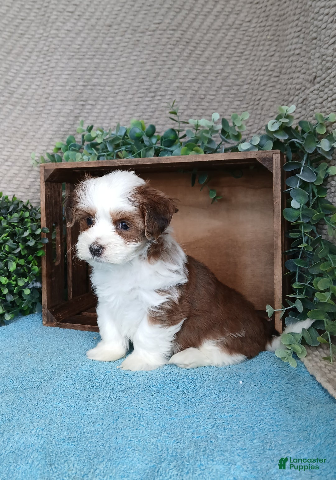 Havanese dogs for sale: Molly  - Ad 1
