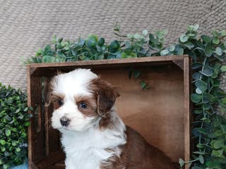 Havanese dogs Molly - Ad 21