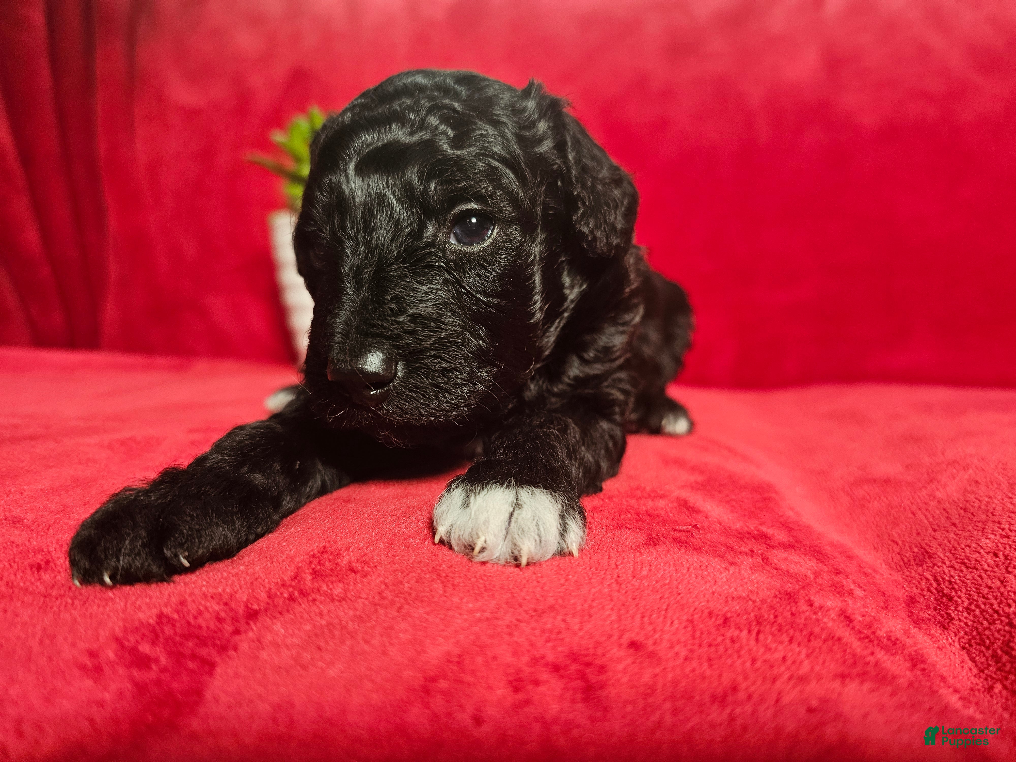 Mini Goldendoodle dogs Licorice - Ad 2