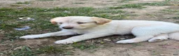 Mixed Breed dogs for sale: Puppy 9 - Ad 7