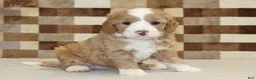 Mixed Breed dogs for sale: Frank - Ad 4