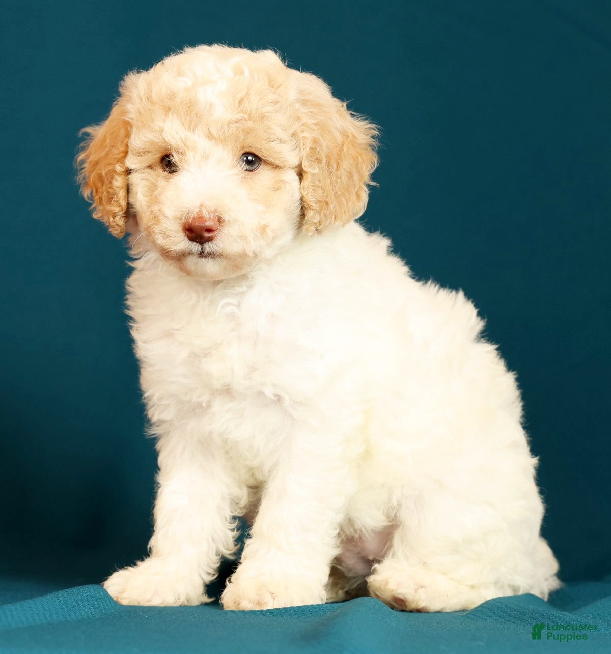 Miniature Poodle dogs Cody - Ad 1