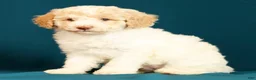 Miniature Poodle dogs for sale: Cody - Ad 1